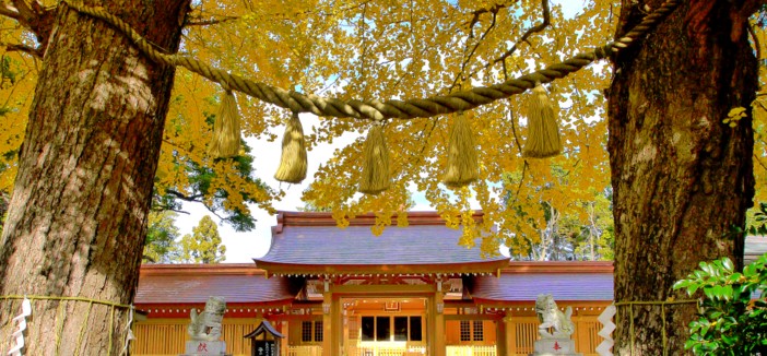 夫婦いちょうに見守られて参拝する